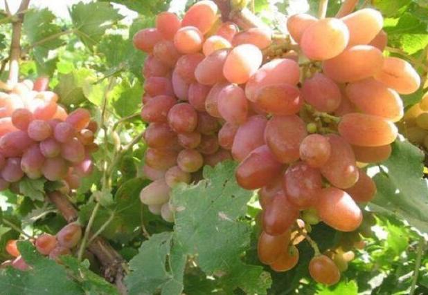 معاون سازمان جهاد کشاورزی استان: انگور کلاهداری خراسان شمالی با نام انگور شاهرود به فروش می‌رسد