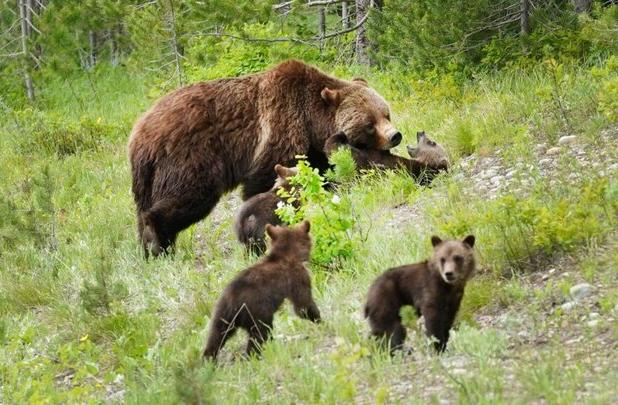 مشاهده ۲ خرس قهوه‌ای در منطقه حفاظت‌شده پرور