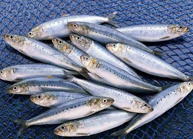 محموله ۲.۵ تنی ماهی قاچاق به مقصد نرسید