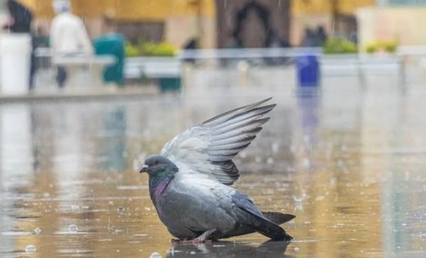 ماجرای کلاغ هایی که کبوتر می شوند