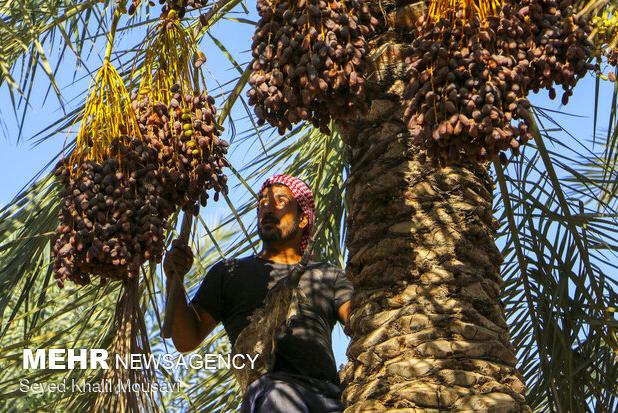 خرید توافقی خرما در آبادان آغاز شد