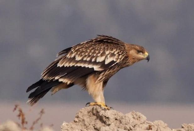 حمله یک عقاب طلایی به پهپاد خبرگزاری صداوسیما در خراسان شمالی