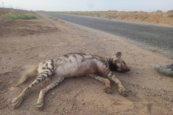 تلف شدن کفتار در جاده کمکی بهاباد/ مرگ در کمین گربه سانان منطقه