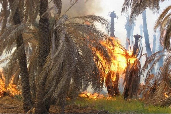 آتش‌سوزی گسترده در اروندکنار هزاران نخل را نابود کرد