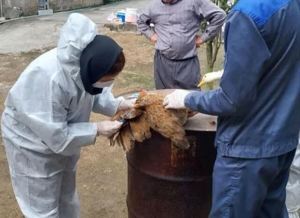 پایش ۱۰ هزار واحد آنفلوآنزای فوق‌حاد طیور در مازندران