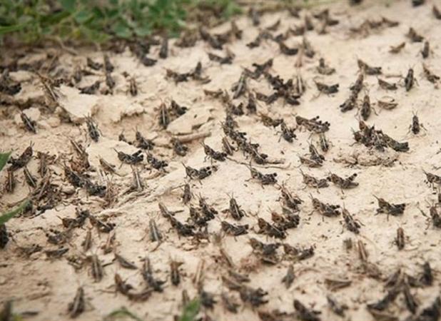مبارزه با آفت ملخ در پنج هزار و ۷۰۰ هکتار اراضی خراسان رضوی