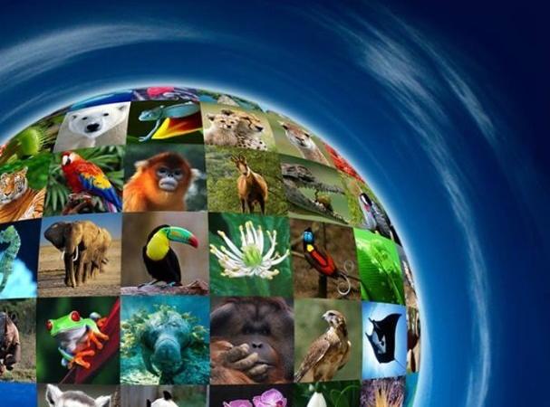 تنوع زیستی و برنامه‌های جهانی پیش‌رو