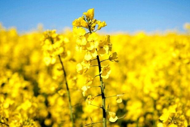 خرید دانه‌های روغنی به ۱۳۹ هزار تن رسید