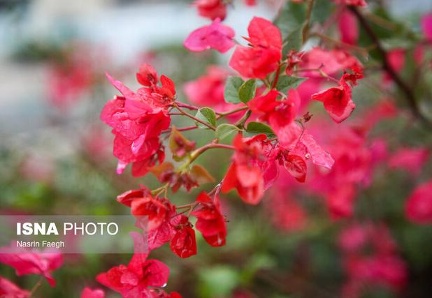 فعالیت سامانه بارشی زودگذر در لرستان