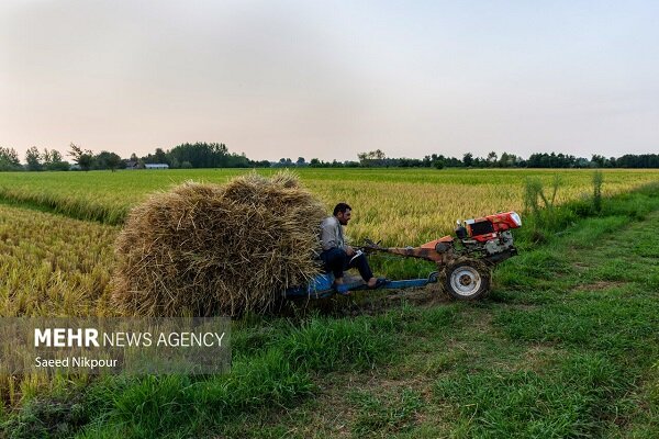 عزیزان: استان ایلام ۵۲ هزار بهره بردار کشاورزی دارد