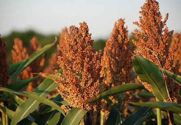 آغاز برداشت محصول سورگوم در دهلران