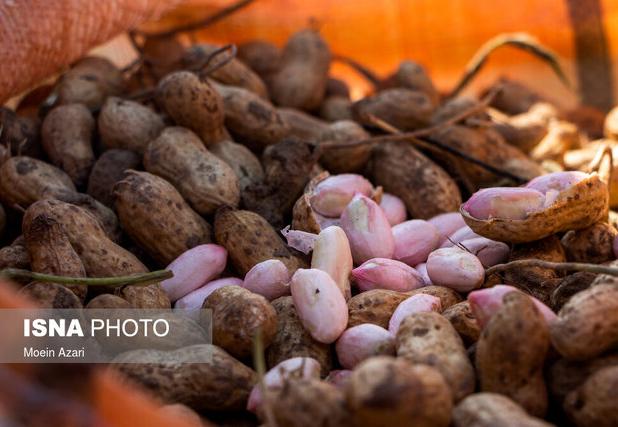 فرماندار: جای مرکز تحقیقات بادام زمینی در آستانه اشرفیه خالی است