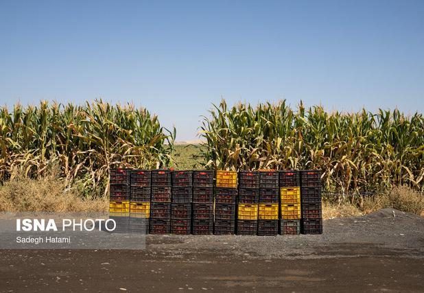خسارت تگرگ به ۴۰۰ هکتار از مزارع گوجه‌فرنگی دیّر