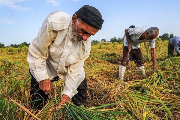 ۳.۵ میلیون روستایی تحت پوشش بیمه شده‌اند