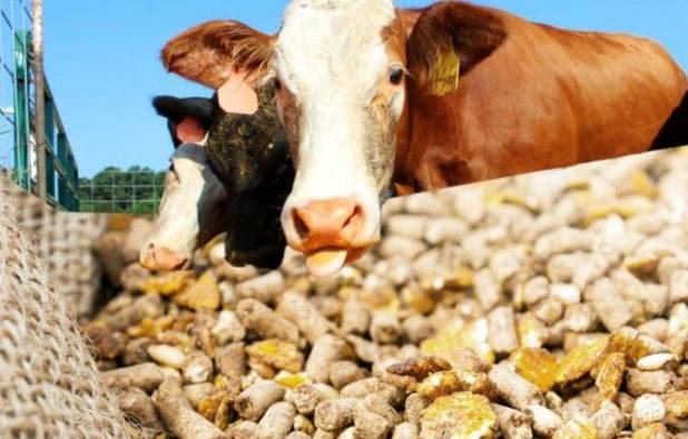 تبدیل خراسان شمالی به یکی از قطب‌های مؤثر تأمین خوراک دام در  کشور