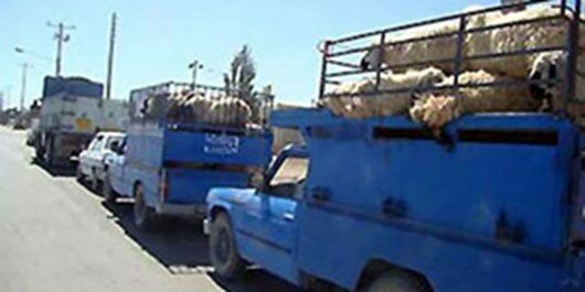 کشف دام و رادیات قاچاق در قزوین