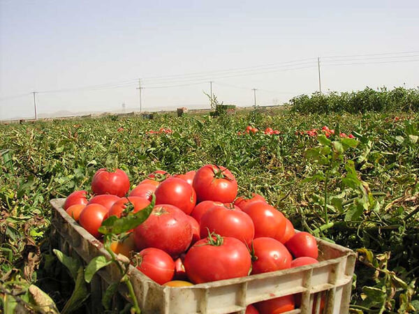 برداشت گوجه فرنگی خارج از فصل در تفتان