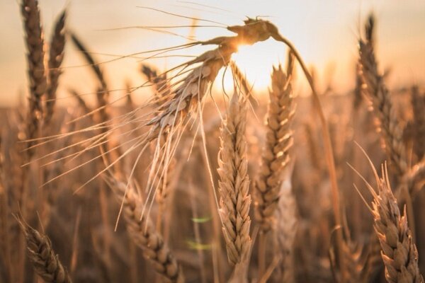 نرخ خرید تضمینی گندم در سال زراعی ۱۴۰۳-۱۴۰۴ چقدر است؟