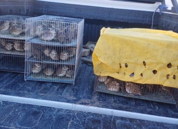 رهاسازی ۲۴۰ قطعه چکاوک در دهگلان