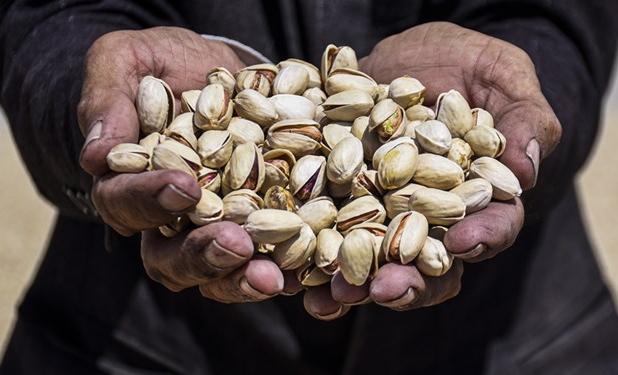 کپی آمریکایی از پسته ایران برابر اصل نیست