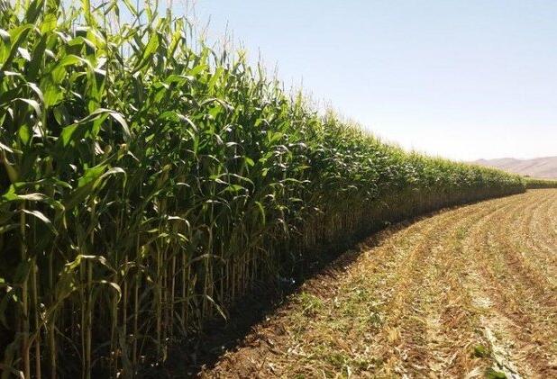 کشاورزی خراسان جنوبی در مسیر توسعه؛ رشد محصولات علوفه‌ای در استان