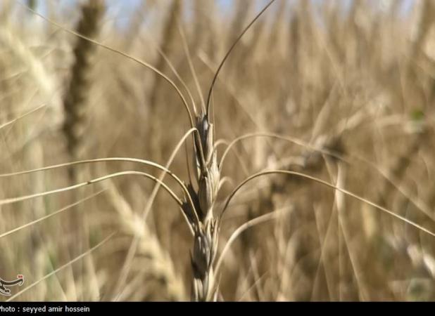 خرید تضمینی گندم از ۱.۵ میلیون تن گذشت