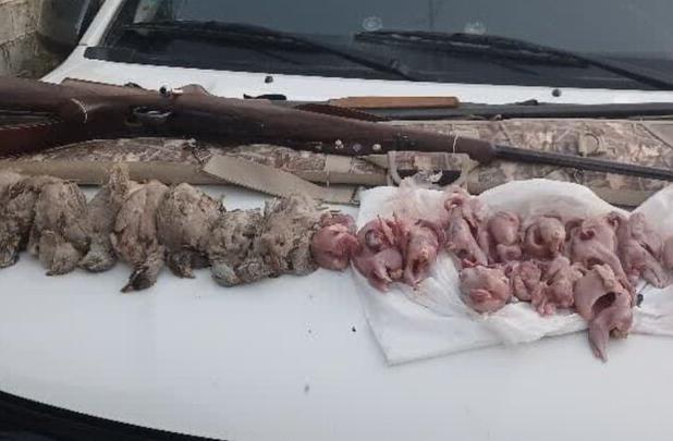 شکارچی غیرمجاز در کازرون دستگیر شد