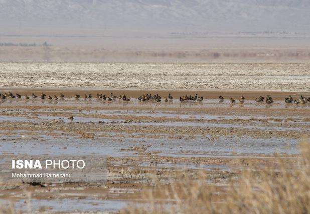 هشدار محیط‌زیست خراسان جنوبی درباره تشدید گرد و غبار با کاهش آب تالاب‌ها