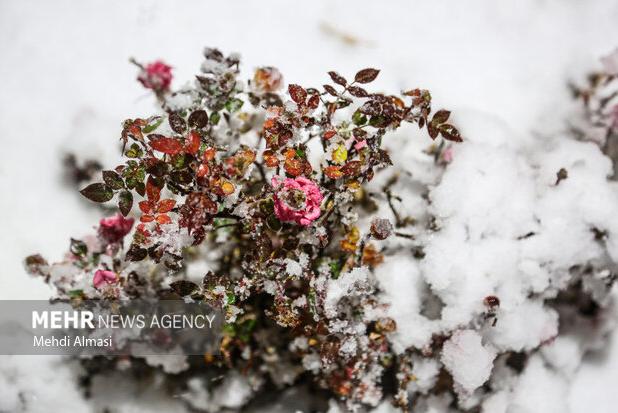 تصاویری از بارش برف در سردشت و قطور در روز چهارشنبه
