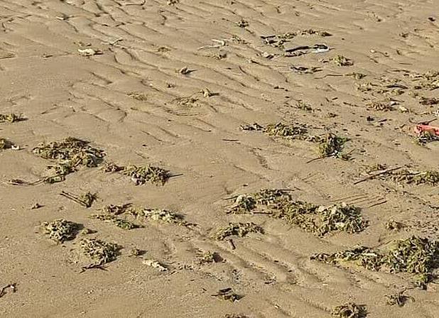 آلودگی نفتی در ساحل گناوه مشاهده نشد/ تصاویر مربوط به جلبک‌ها است