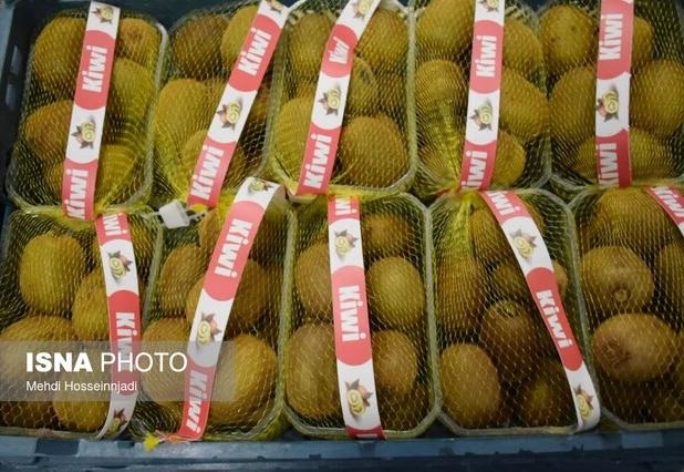 سرپرست جهاد کشاورزی استان: بالغ بر ۱۵ هزارتن کیوی مازندران به خارج از کشور صادر شد