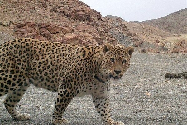 دیده شدن پلنگ ایرانی در ارتفاعات شهرستان بندرلنگه