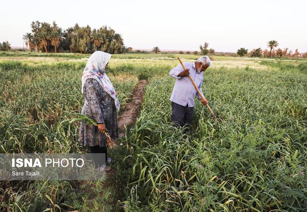 آغاز کشت سیر در مزارع طارم