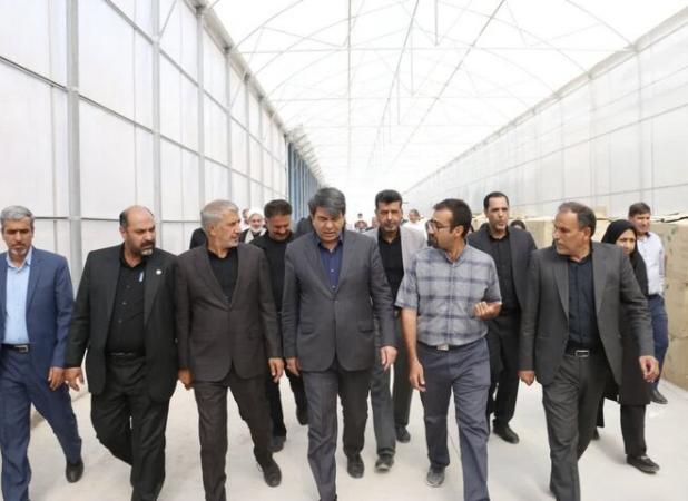 تغییر الگوی کشت راهبرد کلیدی نجات بخش کشاورزی کرمان است