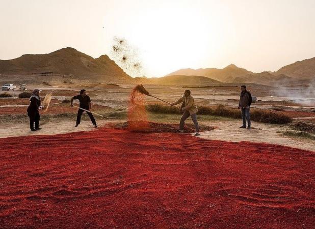 جادوی سرخ کویر؛ بزرگ‌ترین باغ زرشک جهان در افین