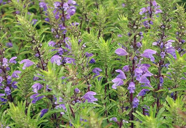 بادرنجبویه همان بادرشبو نیست