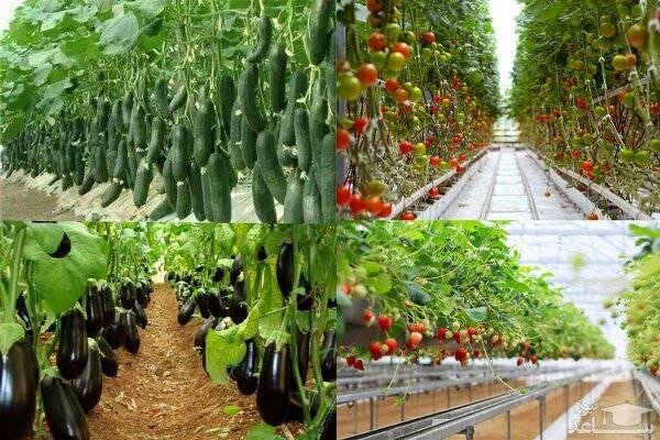 گلخانه ها نسخه نجات کشاورزی هستند