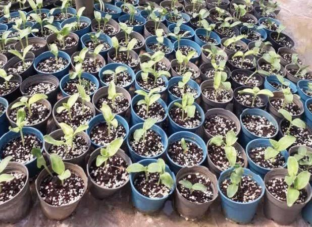 کشت نشایی خربزه به صورت پایلوت در سرخه انجام شد