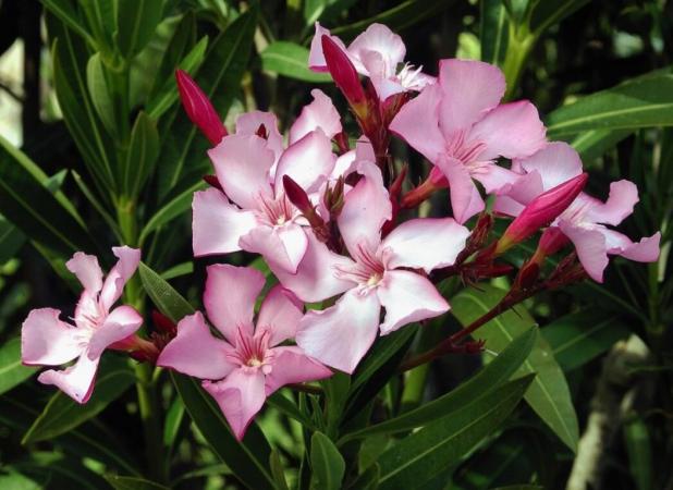 خواهرزاده برای خلاص شدن از صدای خروپف دایی‌اش، او را مسموم کرد