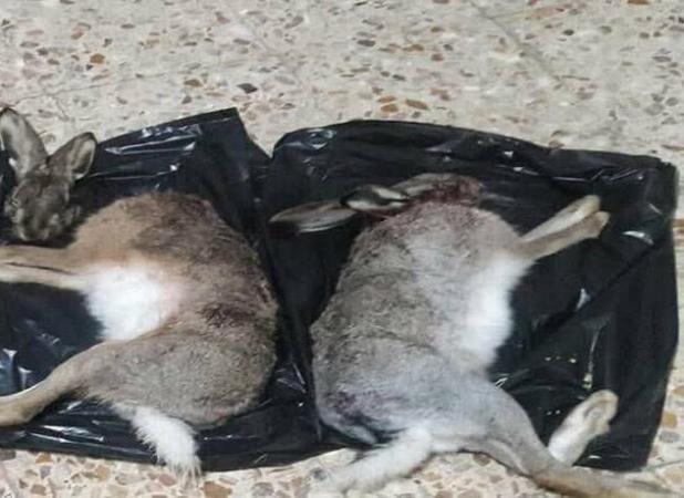 دستگیری دو شکارچی غیرمجاز خرگوش در دهگلان