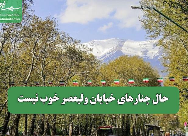 حال چنارهای خیایان ولیعصر خوب نیست