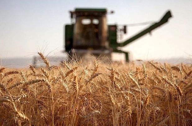 بیشترین خرید تضمینی گندم از خوزستان/ منتظر تخصیص اعتباریم