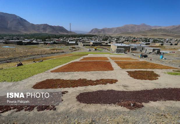 ۸۵ درصد کشمش تولیدی ابهر صادر می‌شود