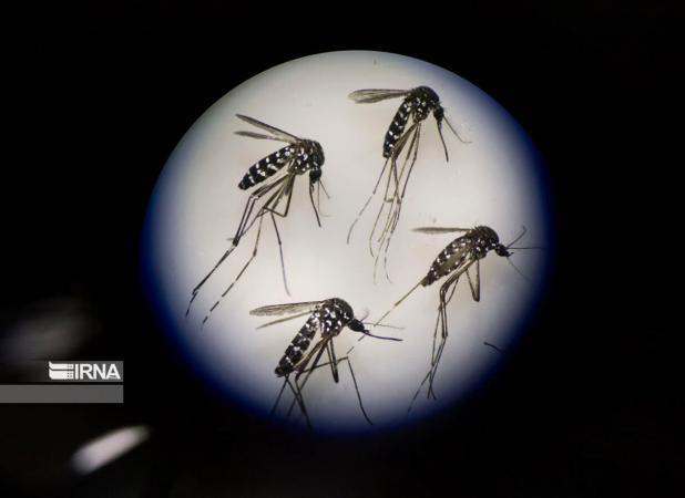 زیست بوم پشه آئدس در کشور از مالاریا بیشتر است