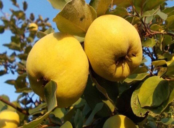 نجار قابل: ششمین جشنواره بزرگ «هیوا» در کوثر برگزار می‌شود