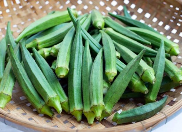 برداشت بامیه از زمین‌های کشاورزی بخش شمیل آغاز شد