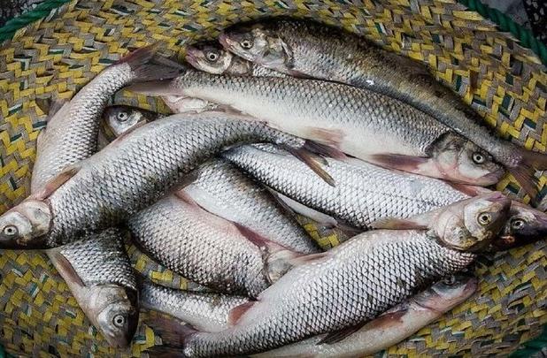 لرستان می‌تواند «هاب» صادراتی قزل آلا در کشور باشد