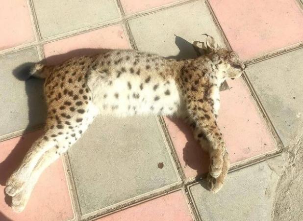 سیاه‌گوش در خطر انقراض، قربانی تصادف جاده‌ای در سنندج شد