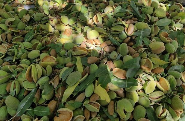 بادام مقاوم به خشکی با فعالیت آنزیم‌های آنتی‌اکسیدانی بالا شناسایی شد