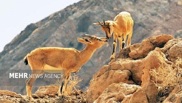 محیط زیست فیروزکوه: حیات‌وحش در زمستان به روستاها نزدیک‌تر می‌شود